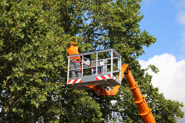 Best Professional Tree Care  in Pike Creek Valley, DE